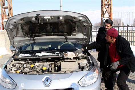 Yavru kedi ısınmak için girdiği araç motoruna sıkıştı 1 Yaşam