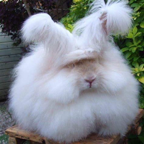 Cream English Angora Rabbit Uk National Angora Rabbit Club