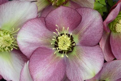 Helleborus 'Paris in Pink' (Hellebore)