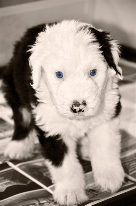 Pin By Amy Witten On Sheepies Sheep Dog Puppy Old English Sheepdog