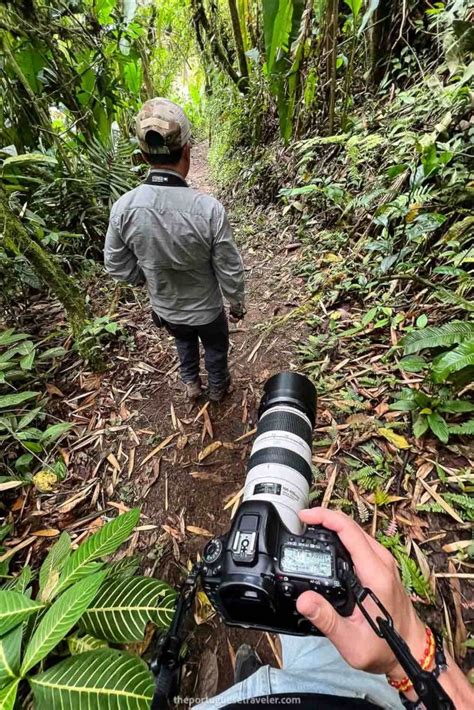 Mindo Birdwatching Tour Birding Tour All You Need To Know