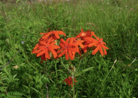 Section Lychnis · iNaturalist