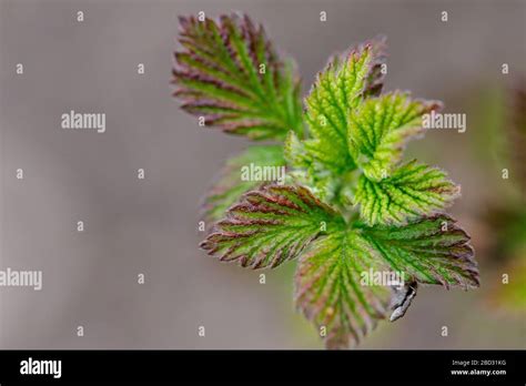 Jeunes Feuilles Vertes D Une Framboise Banque De Photographies Et D