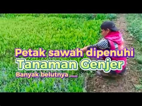 Sepetak Sawah Penuh Dengan Tanaman Genjer Ternyata Dihuni Banyak Belut