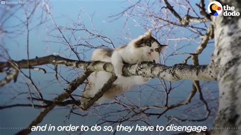 Guy Climbs Trees To Rescue Cats | The Dodo - YouTube