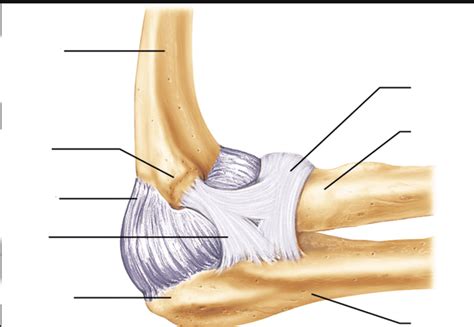 Elbow Lateral View Diagram Quizlet