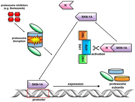 Ijms Free Full Text Domains In Action Understanding Ddi1s Diverse