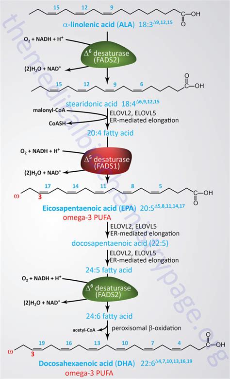 Omega 3 And Omega 6 Fatty Acid Synthesis Metabolism Functions The Medical Biochemistry Page