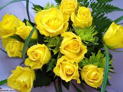 Желтые розы (32 фото) » Невседома