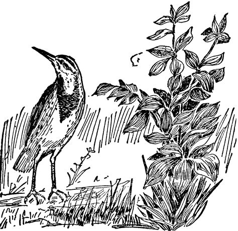 Meadowlark Clipart Etc