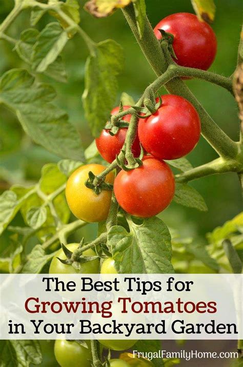 The Best Tips For Growing Tomatoes In Your Backyard Garden Tips For