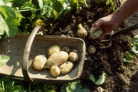 Potato Plant Care And Growing Guide