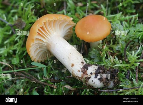 Cuphophyllus Pratensis Known As Meadow Waxcap Meadow Waxy Cap Salmon