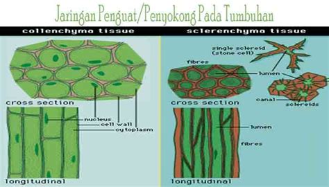 Jaringan Kolenkim Adalah Homecare