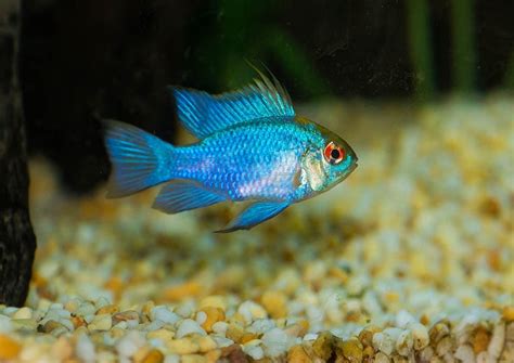 German Blue Ram Tank Mates - Aquariumia