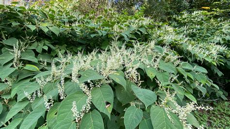 How To Kill Japanese Knotweed Get Rid Of It For Good Homebuilding