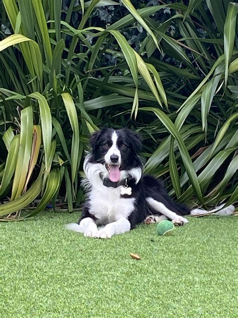 This is Joe, our first Collie. A rescue 2 or 3 years old. Super affectionate. Love him already