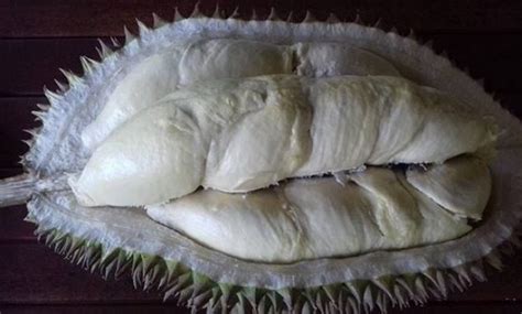 10 Foto Kebun Durian dan Wisata Edukasi Watu Simbar Semarang, Lokasi ...