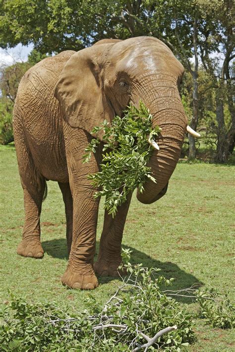 Elephant Students Britannica Kids Homework Help
