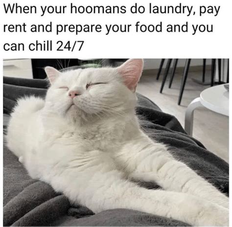 Furry Feline Memes For The Fluffy Souls Who Pspspsps Their Way To