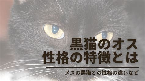 黒猫の性格ってきついよくしゃべる？オスは甘えん坊で人懐っこい子も多い！ ノアルブログ