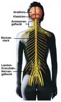 Nervensystem Karteikarten Quizlet