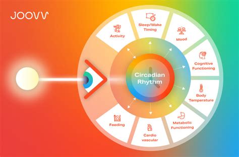 How Circadian Rhythm Affects Your Health And Wellness Joovv