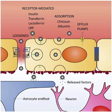 Frontiers Progresses And Prospects Of Neuroprotective Agents Loaded