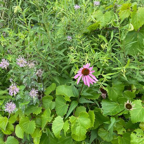 Prophetstown State Park Campground West Lafayette In