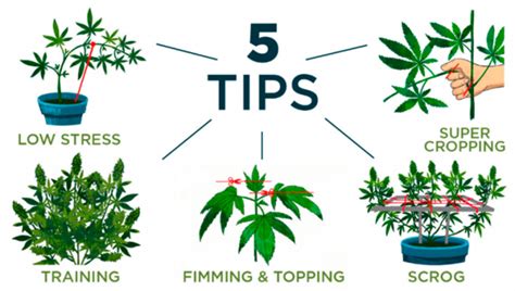 5 Top Tips On Training Your Cannabis Plants Fast Buds