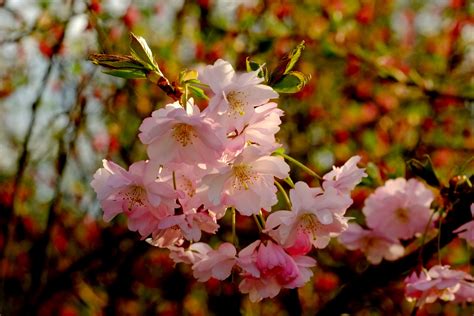 Bloom Blossom Cherry Blossom Cold Japanese Cherry Trees Nature