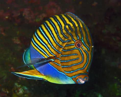 Acanthurus Lineatus Facts Diet Habitat And Pictures On Animaliabio