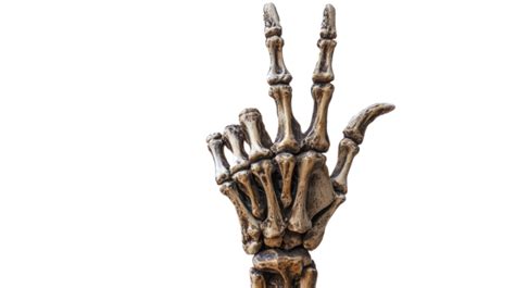 Skeleton Hands Pngs For Free Download