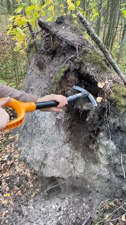 ЗОЛОТО НА КОРНЮ #поискмонет #metaldetecting #клад #металлоискатель # ...