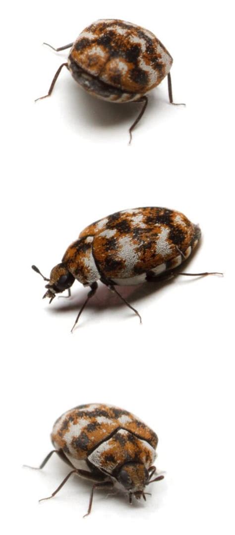 carpet beetle   identify   rid  carpet beetles