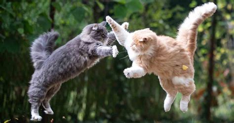 cats fight      cats fighting sctlp