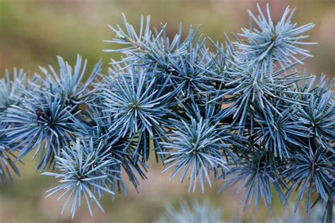 Blaue Atlas Zeder In Bad Hall