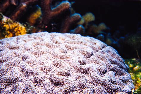 Symmetrical Brain Coral Photograph By Cindy Clays