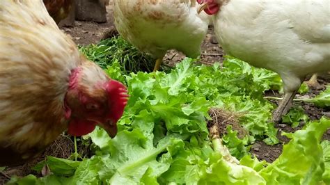 Do Chickens Eat Salad Salad Frenzy Youtube