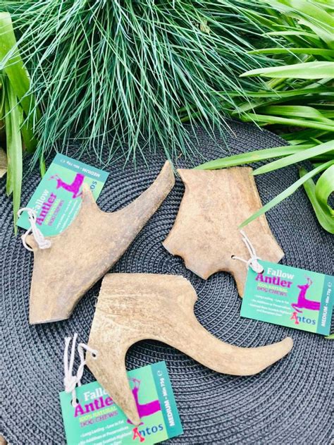 3 X Antos Fallow Deer Antlers For Dogs Medium Pack Of 3 Fallow Etsy