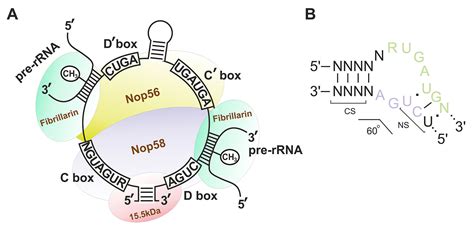 Frontiers Are Small Nucleolar Rnas Crisprable A Report On Box C D