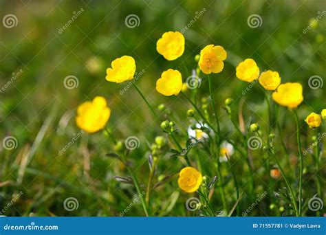 Meadow Buttercup Ranunculus Acris Close Up Of Flower Stock Image