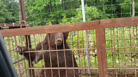 クマ捕獲 Youtube