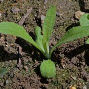 Dwarf Cornflower Polka Dot Mix Centaurea Cyanus Applewood Seed Co