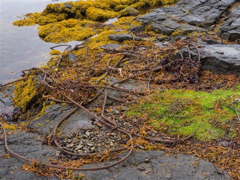 Images Gratuites Mer Arbre La Nature For T Roche R Gion Sauvage