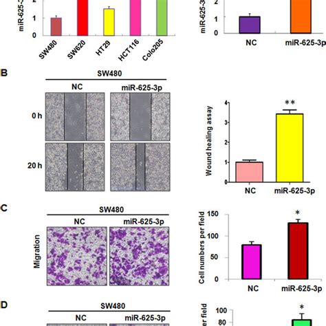 Down Regulation Of MiR 625 3p Inhibited Cell Migration And Invasion In