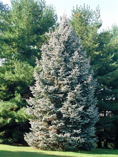 White Spruce - FaveThing.com