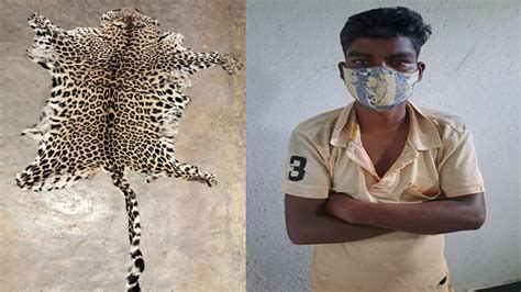 Odisha Leopard Skin Seized In Koraput 1 Arrested