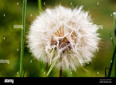 Goat's beard seed head (Tragopogon pratensis). Each seed is topped by a feathery parachute ...