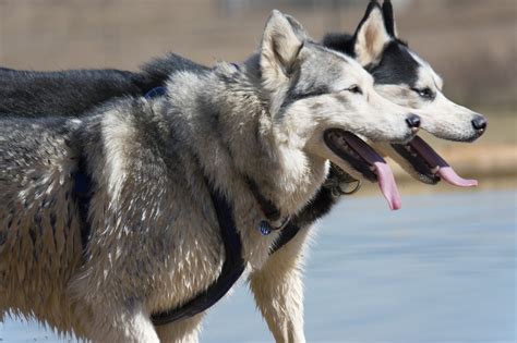 Plus De 600 Images De Husky Sibérien Et De Chien Pixabay